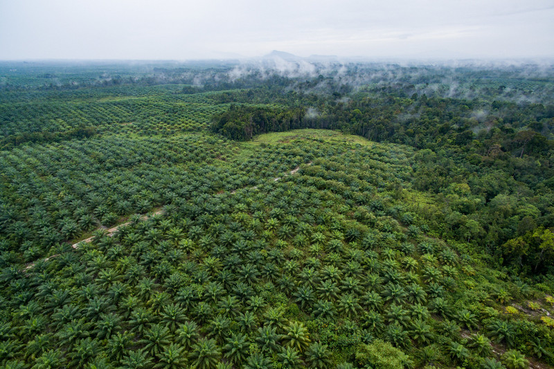 El parlamento de la UE prohíbe los productos relacionados con la deforestación