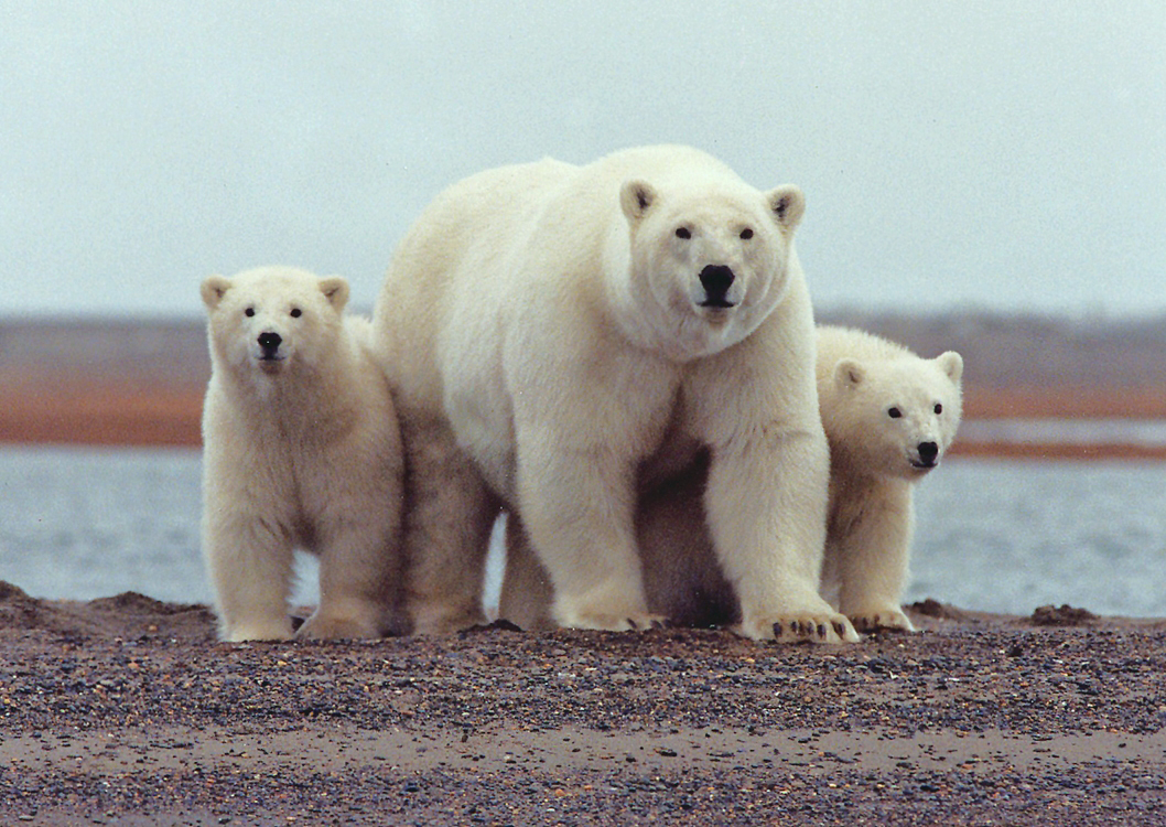 The polar bear capital of the world is losing its bears