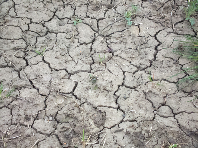 Droughts prompt calls to cut water use amid harvest fears